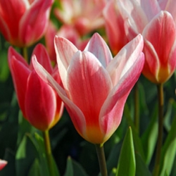 Tulip Hearts Delight